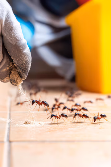 ant-control